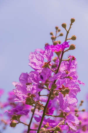 branch with lilac flowers on blue skyの写真素材