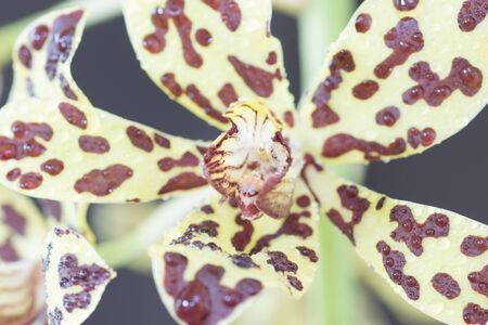 Oncidium Yellow brown Orchid flower in bloom in springの写真素材