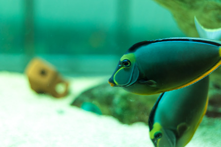 Side view of a Powder blue tang making their way through the reef.の写真素材