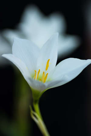 Herald of Spring, Snowdrop flower Isolated on black  backgroundの写真素材