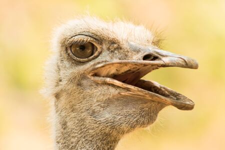 a closeup of the head of an Emu (Dromaius novaehollandiae),の写真素材