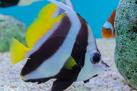Moorish Idol making their way through the reef.の写真素材