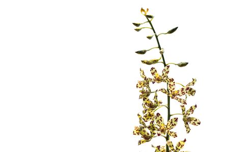 Oncidium Yellow brown Orchid flower isolated white backgroundの写真素材