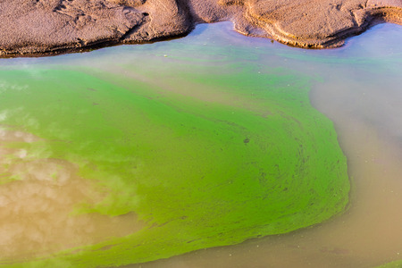 green algae on the water surface in summer.