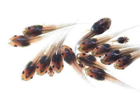 macro tadpole with internal gills 3 weeks after hatching  in water on white backgroundの写真素材