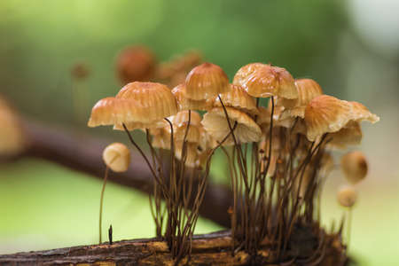 Mushrooms in forest in the rainy season in the Loei Province,Thailandの写真素材