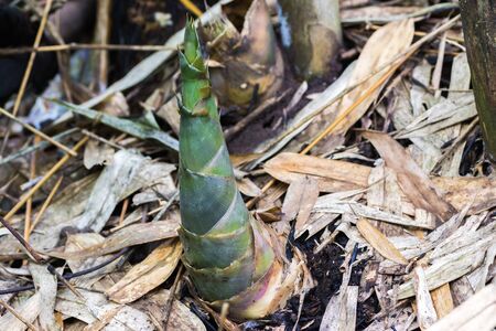 new born bamboo shoots on the ground in natureの写真素材