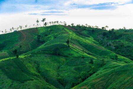 Green agriculture fields on mountain in Loei Province,Thailandの写真素材