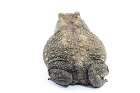 Common toad  in front of white backgroundの写真素材