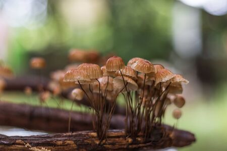 Mushrooms in forest in the rainy season in the Loei Province,Thailand