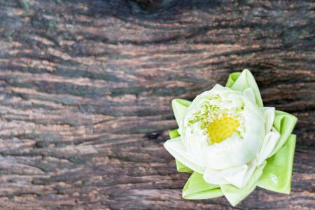 the white lotus on old wood backgroundの写真素材