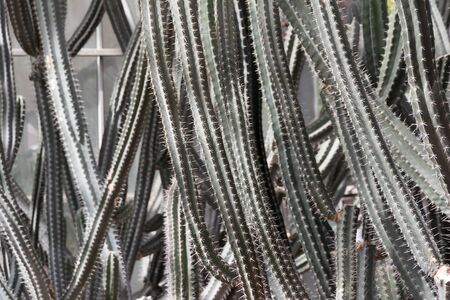 Giant cactus in  Tropical Botanical Garden, chaingmai, Thailand.の写真素材