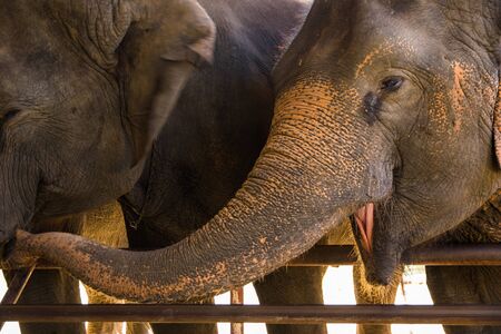 Asian Elephant in Elephant Hospital in Lampang,Thailandの写真素材