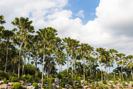 beautiful palm trees and clouds in gardenの写真素材