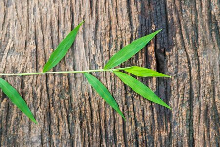 green grass blades on old wood background
