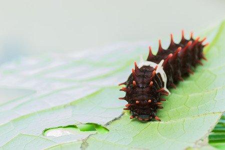 worm on front view in nature background