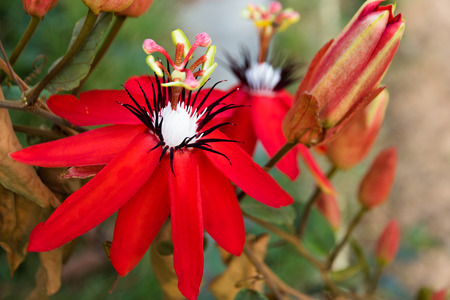 close-up of blooming passifloraceae flowers in tropical gardenの写真素材