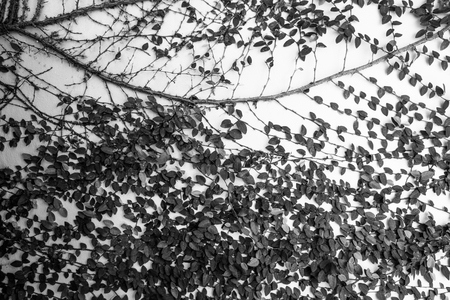 Ivy on the old brick wallの写真素材