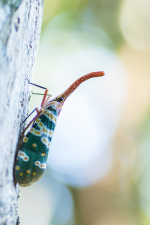 Pyrops candelaria on branch with nature backgroundの写真素材