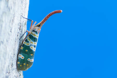 Pyrops candelaria on branch with blue background