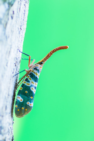 Pyrops candelaria on branch with green backgroundの写真素材