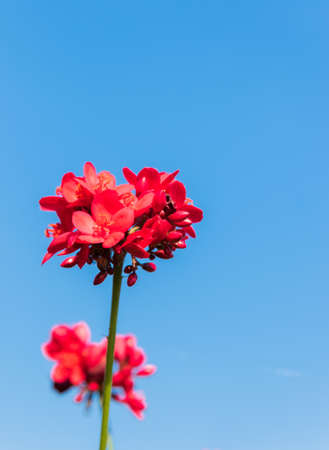close-up of blooming red flowers in tropical gardenの写真素材