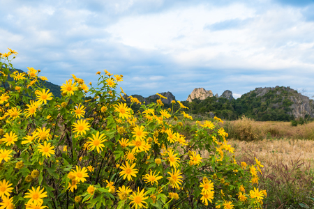 Maxican sunflower weed bua tong in thaindの写真素材