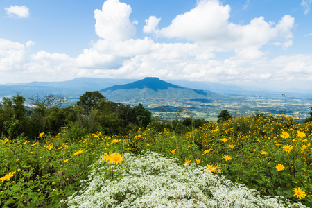 Beautiful Thailand landscape with hills and low clouds with flower forgroundの写真素材
