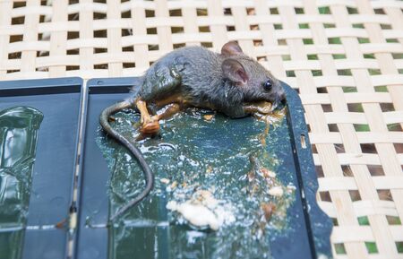 get rid of rats with rat glue trapの写真素材