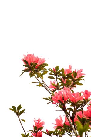 Flowering  growing in summer meadow with white background (Rhododendron arboreum)の写真素材