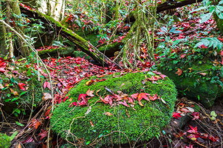 Colorful autumn leaves over ground in  forestの写真素材
