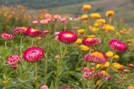 Straw flower or Everlasting blossoming in Phuhinrongkla National Park  in  Phitsanulok, Thailand.の写真素材