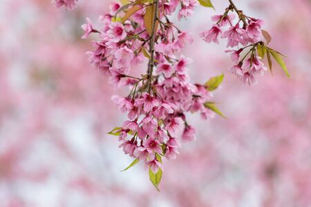 Himalayan Cherry (Prunus cerasoides) or Thai Cherry blooming at Phuhinrongkla National Park ...