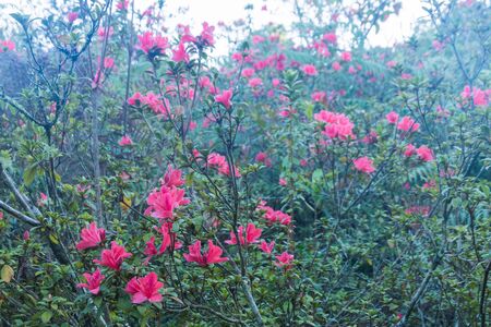 Flowering  growing in summer meadow in garden (Rhododendron arboreum)の写真素材