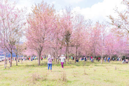 PHITSANULOK, THAILAND - JANUARY 23, 2016  Phuhinrongkla National Park, Himalayan Cherry (Prunus cerasoides) In Thailand we call 'Nang Paya Sua Krong' it mean 'Queen of royal tiger' on Jan 23,2016 in  Phitsanulok, Thailand.のeditorial素材
