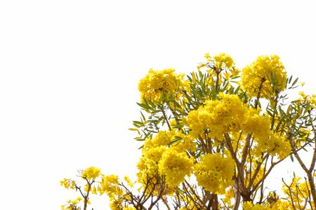 blossoming yellow flower isolated on white backgroundの写真素材