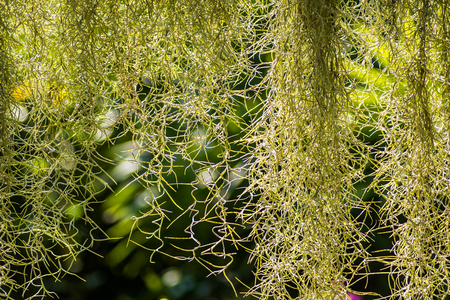 Natural 'curtain' formed by Spanish moss, suitable as background
