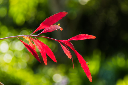 branch with fresh red leaves on green background