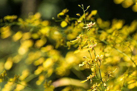 yellow orchid from orchid garden on nature backgroundの写真素材