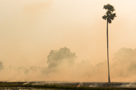 Smoke and flames occur from agriculturist Stubble burning rice straw for farming new riceの写真素材