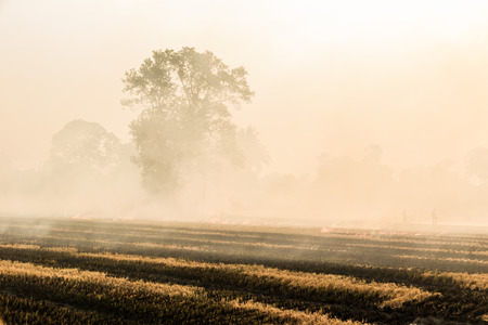Smoke and flames occur from agriculturist Stubble burning rice straw for farming new riceの写真素材
