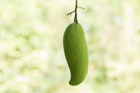 Fresh mango on the branch with nature backgroundの写真素材