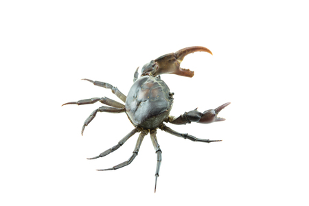 Red field crab, it small crab many found in rice field canal and river.