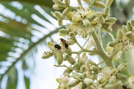 fresh palm fruits and flower, raw material for vegetable oil and bio dieselの写真素材