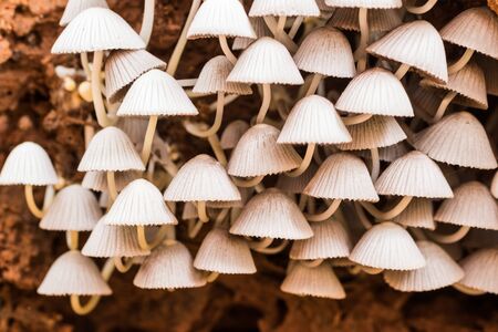 White mushroom in the forest. Mushroom hunting.の写真素材