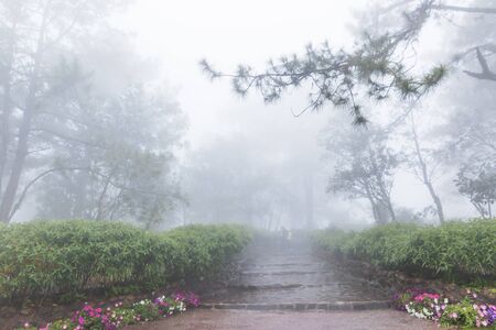 Road through a fog in pine forest with fog and cool lightの写真素材