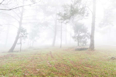 Road through a fog in pine forest with fog and cool lightの写真素材