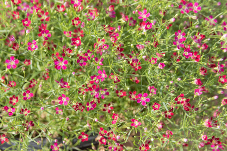 Closeup many little gypsophila red flowers horizontal backgroundの写真素材