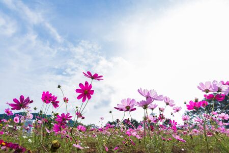 Pink and red cosmos flowers garden, soft focus in  blue sky color toneの写真素材