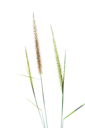 Cornflower like grass flower Isolated on White Backgroundの写真素材